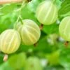 Pixwell Gooseberry -Alpha green gooseberry