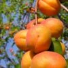 Harglow Apricot -Alpha harglow apricot