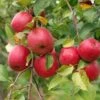 Akane And Honeycrisp Mini Orchard Bundle (3 Trees) -Alpha honeycrisp