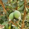 Ramsey Guava -Alpha how to grow pineapple guava feijoa feature 24034da0 14c5 469f a6d0 4e2c550b3709