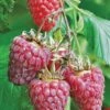 Tulameen Raspberry -Alpha httpraintreenursery.netpbest tulameen1