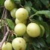 Yellow Roadside Plum -Alpha httpraintreenursery.netpc324
