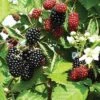 Loch Ness Thornless Blackberry -Alpha httpraintreenursery.netpe550 021