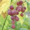 Hungarian Seedless Grape -Alpha httpraintreenursery.netphungarian grape2