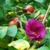Scabrosa Rose -Alpha httpraintreenursery.netpl680 01