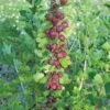 Leepared Gooseberry 1 Leepared Gooseberry -Alpha httpraintreenursery.netpleepared gooseberry