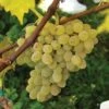Neptune Seedless Grape -Alpha httpraintreenursery.netpneptunegrape1