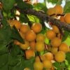 Hunza Apricot -Alpha hunza apricot