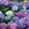 L.A. Dreamin’® Hydrangea -Alpha hylad