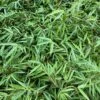 Fargesia Nitida Bamboo -Alpha image f808467d b849 42fb 85df 8749060e8dc7