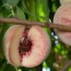 Indian Free Peach -Alpha indian free peach