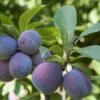 Italian Prune European Plum -Alpha italianprune