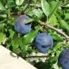 Kirke's Blue European Plum -Alpha kirkes blue 1