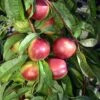 Kreibich Nectarine -Alpha kreibich