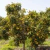 Loquat Seedling -Alpha loquat 2 1