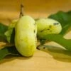 Mango Paw Paw -Alpha lpc 2 180917 8216 picked pawpaws and leaves scaled 1