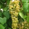 Marquis Seedless Grape -Alpha marquis grape 1 1