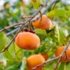 Meader Persimmon -Alpha meader persimmon