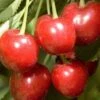 Minnie Royal Cherry 2 Minnie Royal Cherry -Alpha minnie royal cherry 1