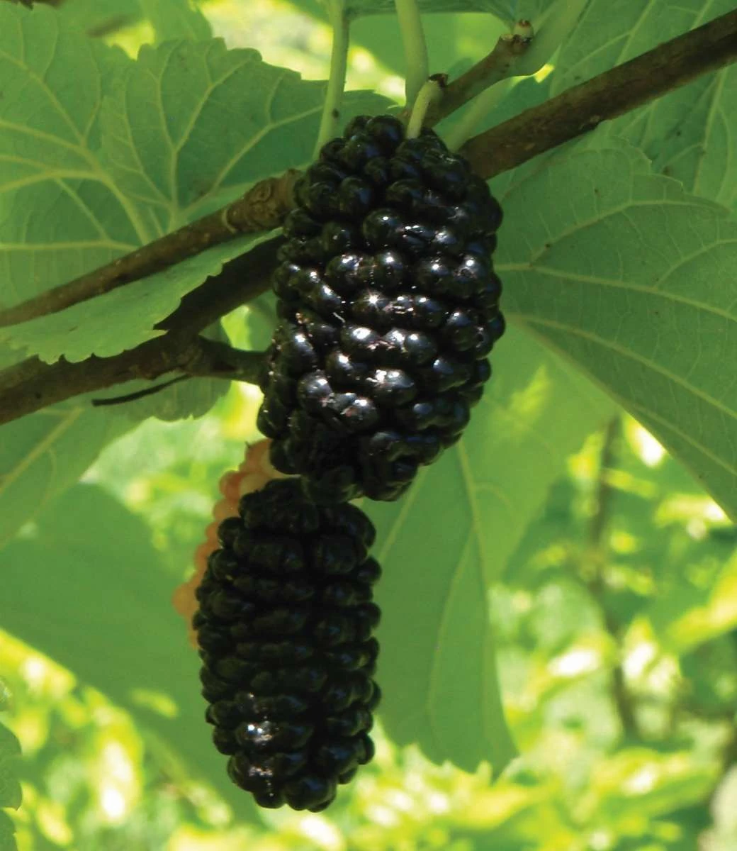 Silk Hope Mulberry 3 Silk Hope Mulberry