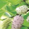 Pakistan White Fruiting Mulberry 2 Pakistan White Fruiting Mulberry -Alpha mulberries d435 white fruiting 1