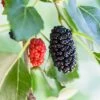 Dwarf Mulberry 1 Dwarf Mulberry -Alpha mulberry product