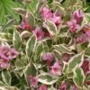 Alpha My Monet® Weigela -Alpha mymonet