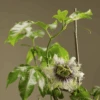 Frederick Passiflora -Alpha passiflora