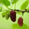 Red ShahToot Mulberry -Alpha persianmulberry