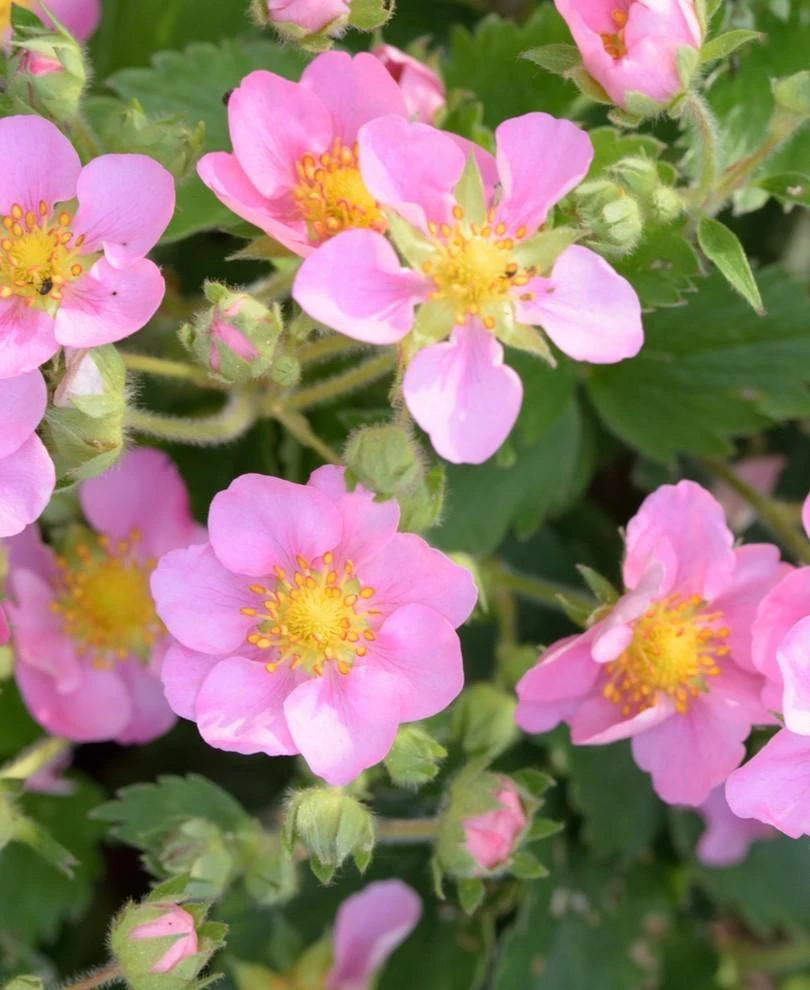 Pink Panda Strawberry 3 Pink Panda Strawberry