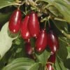 Pioneer™ Cornus Mas -Alpha pioneercorneliancherry close