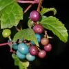 Variegated Porcelain Berry -Alpha porcelain berry
