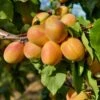 Puget Gold Apricot -Alpha puget gold apricot