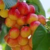 Rainier Cherry -Alpha rainier cherry 1