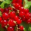 Tatran Red Currant -Alpha red currant 2