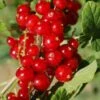 Cascade Red Currant -Alpha red currant 5