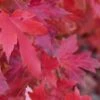 Red Sunset® Maple Tree -Alpha redsunsetmaple