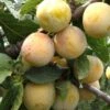 Reine De Mirabelle European Plum -Alpha reine mirabelle 1