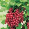 Red Jade™ Currant -Alpha ribesrubrumredlake