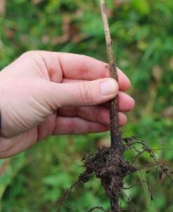 Marianna 2624 Rootstock