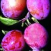 Rosy Gage™ European Plum 1 Rosy Gage™ European Plum -Alpha rosy gage 1