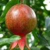 Salavatski Pomegranate -Alpha sala