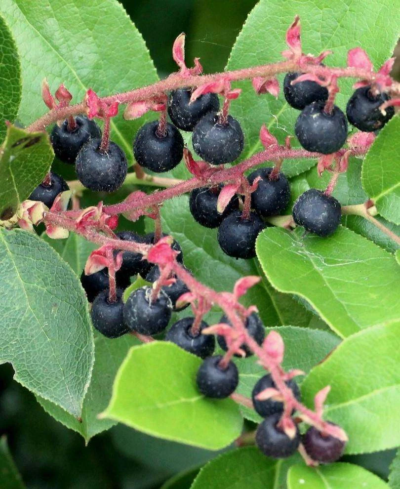 Salal 3 Salal