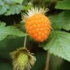 Salmonberry -Alpha salmonberry