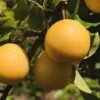 Combo Asian Pear Tree (3 Varieties) -Alpha shinseki asian pear 1