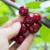 Combination Cherry Tree (5 Varieties) -Alpha shutterstock 105168959 5d084631 6e6c 4241 80ba 5afb92f1e4f1 1