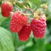 Excellent Everbearing Raspberry Bundle (6 Plants) -Alpha shutterstock 106618970 1 67027219 0733 47b3 82f8 fe42c025e1cc