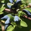 Blue Hokkaido™ Honeyberry