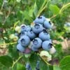 Jersey Blueberry -Alpha shutterstock 1419055868 2 1