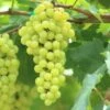 Aurore Grape -Alpha shutterstock 144385198 bb2cfcbf 4aee 4c5f a572 65ec09d20570 1